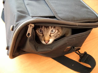 猫がかばんに入ってます