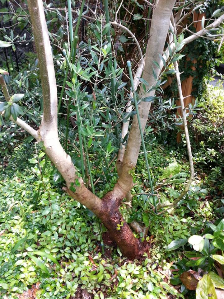 ゾウムシにやられた庭のオリーブ