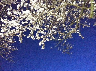 御殿場高原ビールの桜