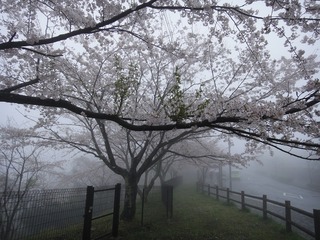 霧の中の桜