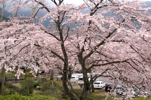 富士霊園の桜